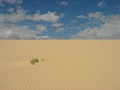 Sanddünen bei Corralejo