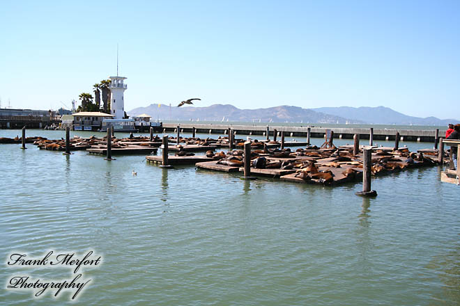 Pier 39