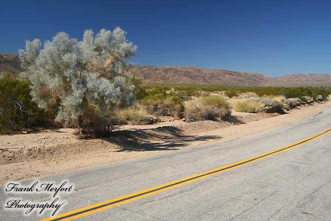 Joshua Tree Nationalpark