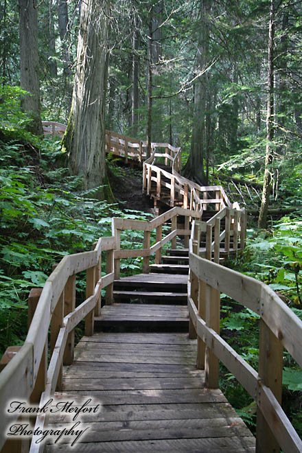 Giant Cedars Boardwalk