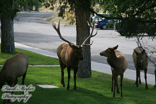 Wapiti-Hirsche