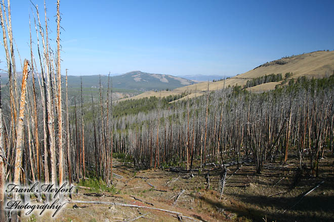 Spuren vom Waldbrand