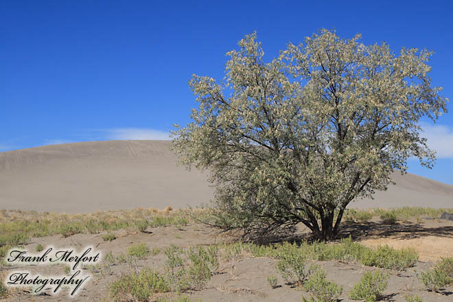 Bruneau Dunes State Park